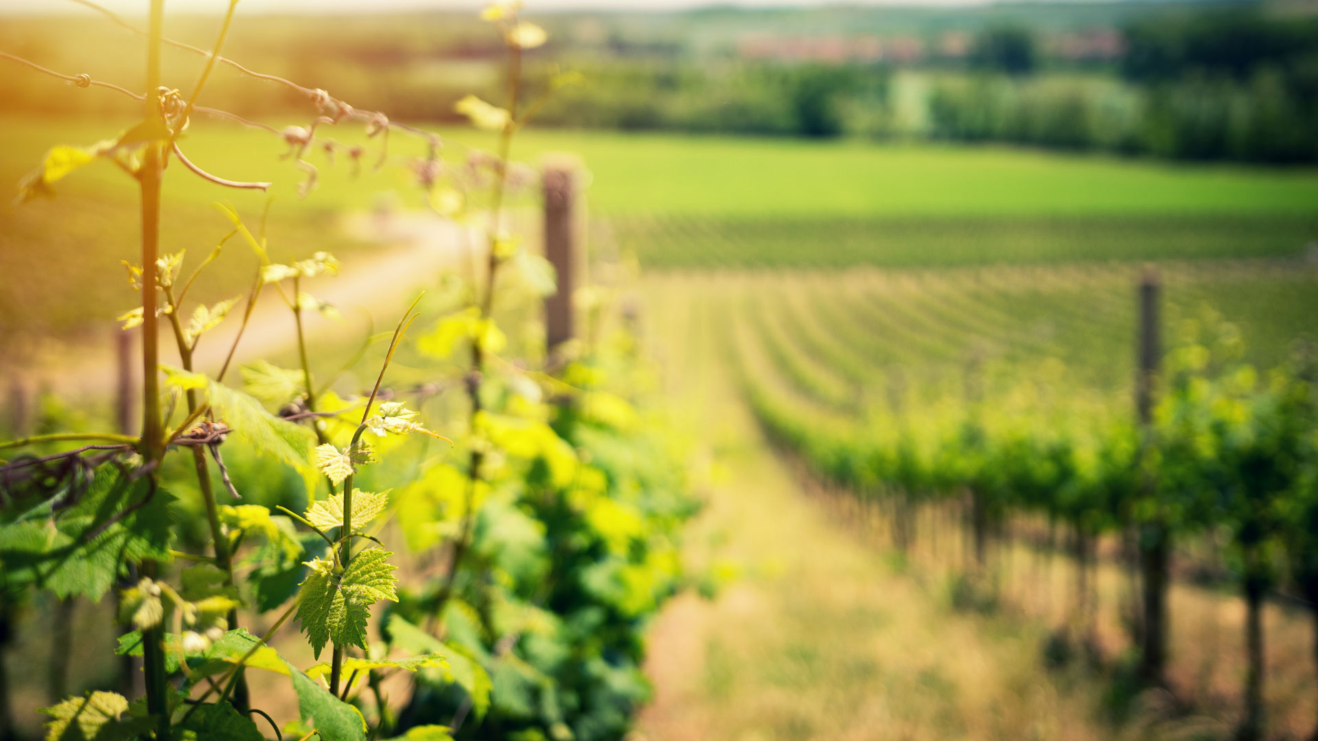 Vineyard